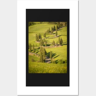 Line of cypress trees in bright sunlight Posters and Art